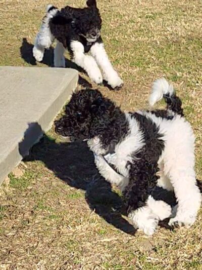 Lumberton Dog Park - Lumberton, TX