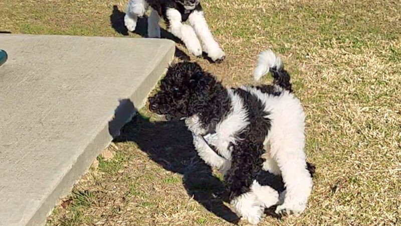 Lumberton Dog Park - Lumberton, TX