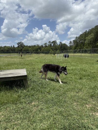 Lumberton Dog Park - Lumberton, TX
