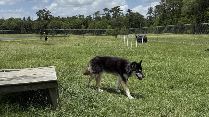 Lumberton Dog Park - Lumberton, TX