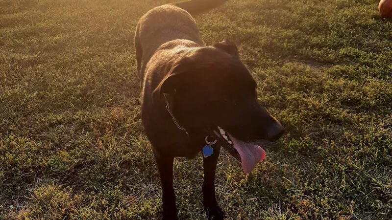 Village Green Park - Lumberton Township, NJ