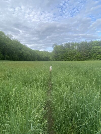 Lyme Hill Conservation Area - Lyme, NH