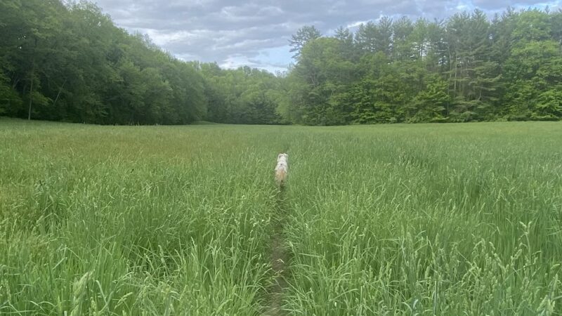 Lyme Hill Conservation Area - Lyme, NH