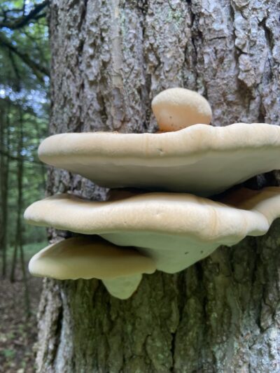 Lyme Hill Conservation Area - Lyme, NH
