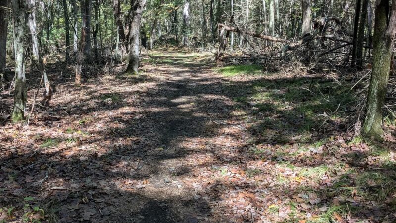 Lynnfield Woodlot - Lynnfield, MA