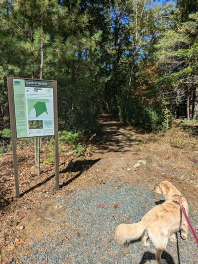 Lynnfield Woodlot - Lynnfield, MA