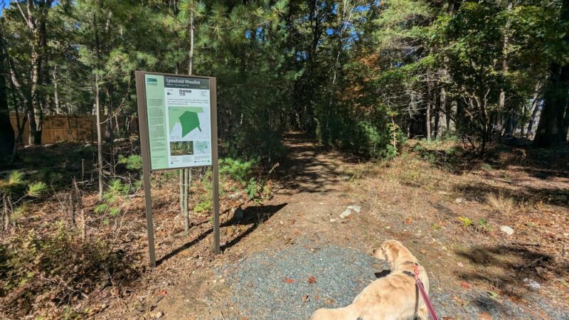 Lynnfield Woodlot - Lynnfield, MA