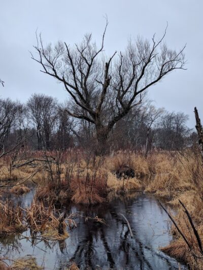 Partridge Island Trail - Lynnfield, MA