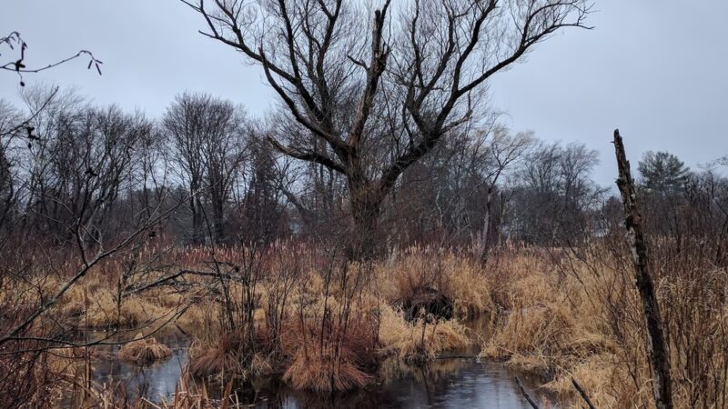Partridge Island Trail - Lynnfield, MA