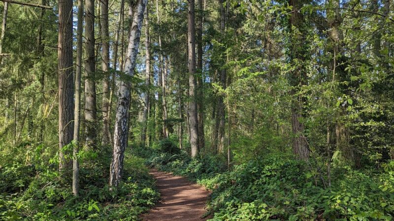 Lake Stickney Park - Lynnwood, WA