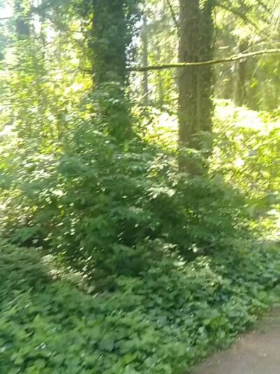 Lake Stickney Park - Lynnwood, WA