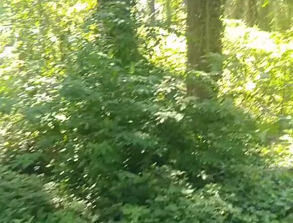 Lake Stickney Park - Lynnwood, WA