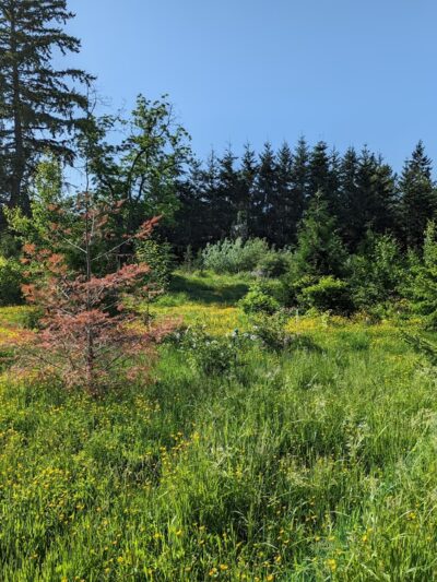 Lake Stickney Parkway Community Park - Lynnwood, WA