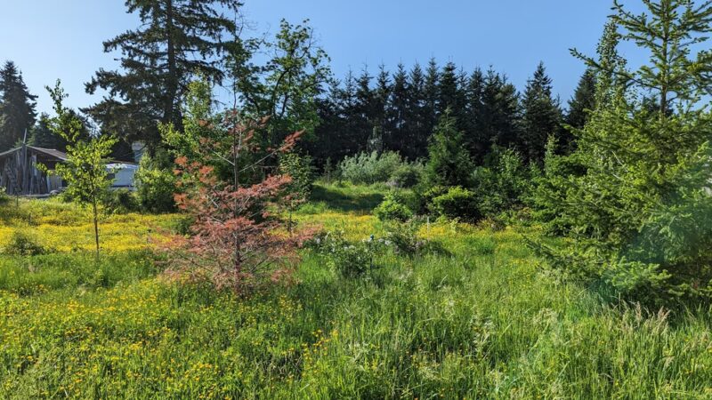 Lake Stickney Parkway Community Park - Lynnwood, WA