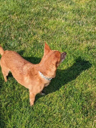Lake Stickney Parkway Community Park - Lynnwood, WA