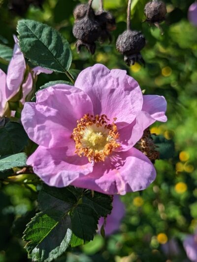 Lake Stickney Parkway Community Park - Lynnwood, WA