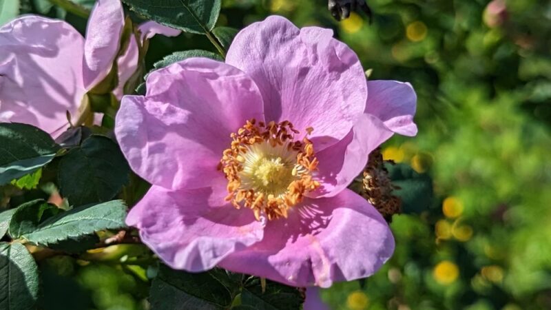 Lake Stickney Parkway Community Park - Lynnwood, WA