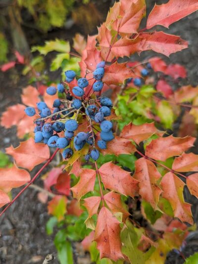 Lake Stickney Parkway Community Park - Lynnwood, WA
