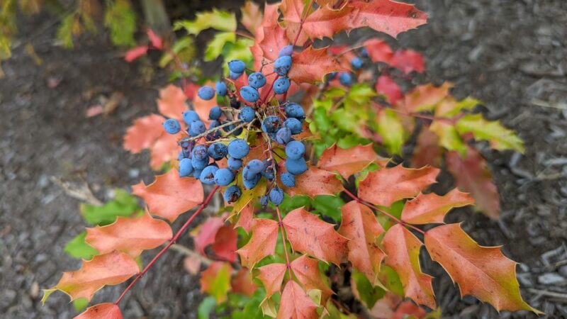 Lake Stickney Parkway Community Park - Lynnwood, WA