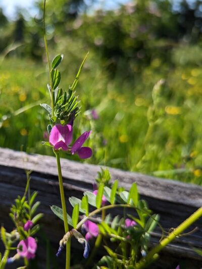 Lake Stickney Parkway Community Park - Lynnwood, WA