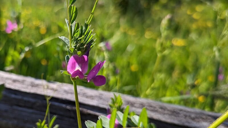 Lake Stickney Parkway Community Park - Lynnwood, WA