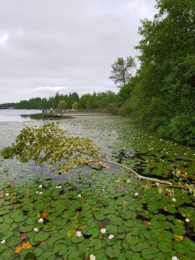 Martha Lake Park - Lynnwood, WA