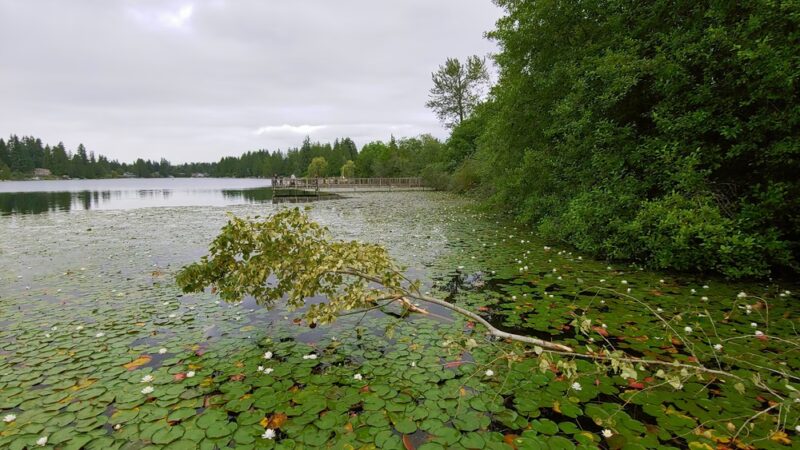 Martha Lake Park - Lynnwood, WA