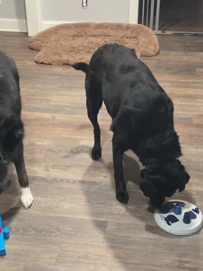 Majestic WOOF Lodge & K9 Adventure Park - Macclesfield, NC