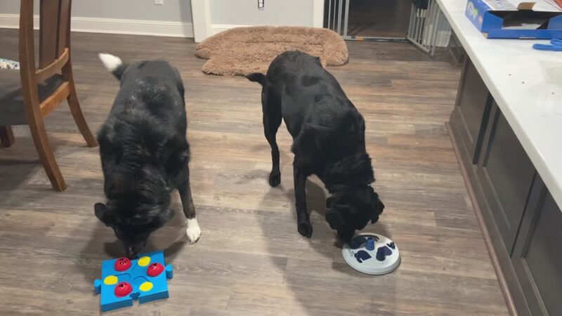 Majestic WOOF Lodge & K9 Adventure Park - Macclesfield, NC