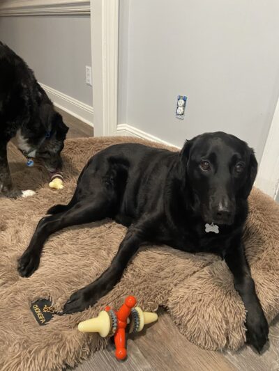 Majestic WOOF Lodge & K9 Adventure Park - Macclesfield, NC