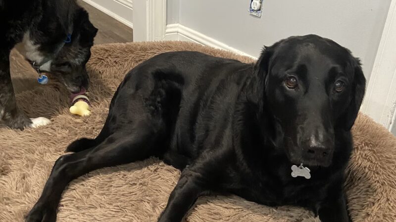 Majestic WOOF Lodge & K9 Adventure Park - Macclesfield, NC