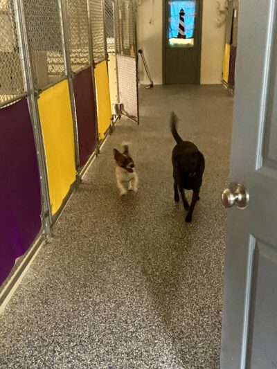 Majestic WOOF Lodge & K9 Adventure Park - Macclesfield, NC