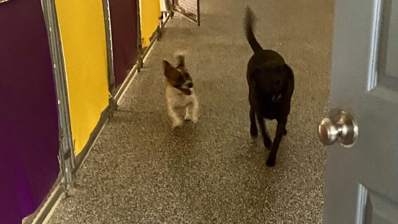 Majestic WOOF Lodge & K9 Adventure Park - Macclesfield, NC