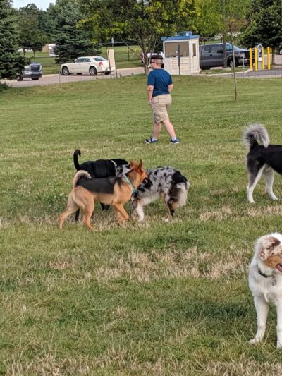 Red Oaks Dog Park - Madison Heights, MI