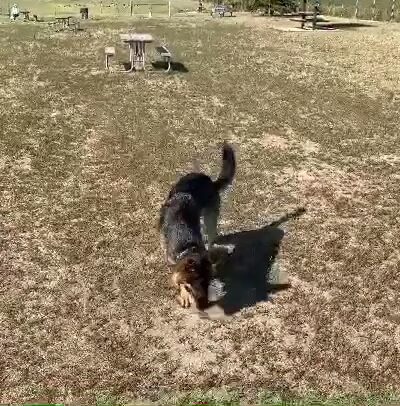 Red Oaks Dog Park - Madison Heights, MI