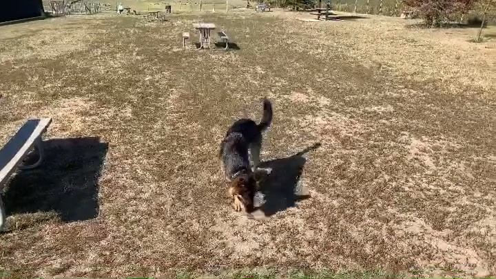 Red Oaks Dog Park - Madison Heights, MI