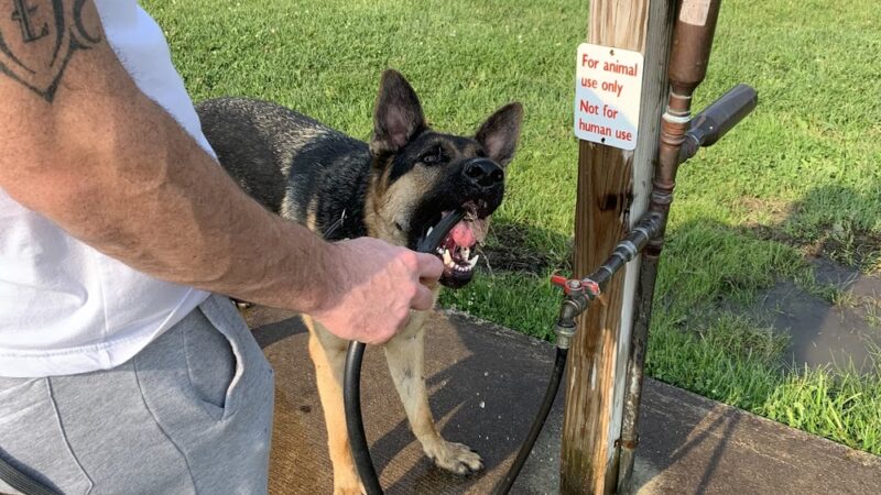 Red Oaks Dog Park - Madison Heights, MI
