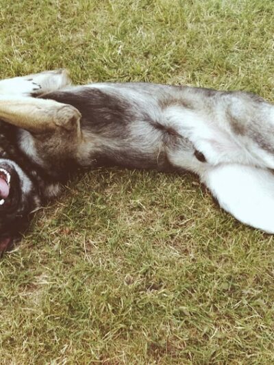 Red Oaks Dog Park - Madison Heights, MI