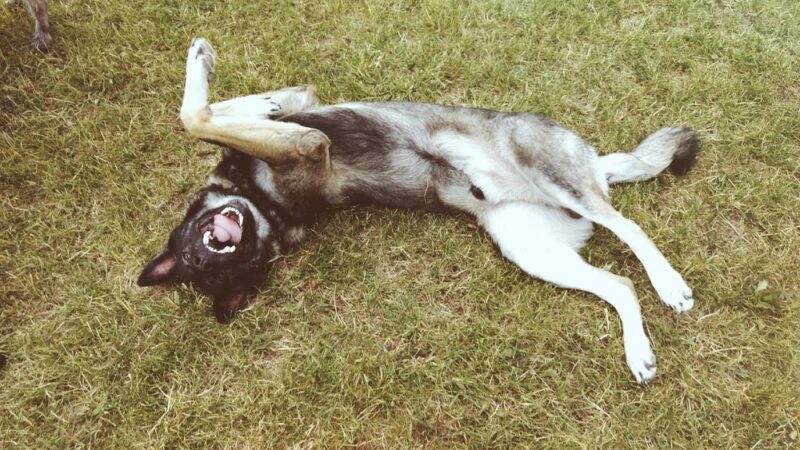 Red Oaks Dog Park - Madison Heights, MI