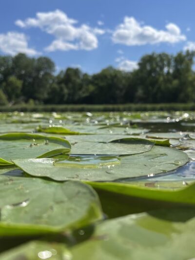 Duck Lake Park - Madison Lake, MN