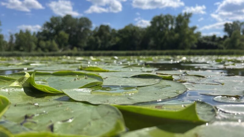 Duck Lake Park - Madison Lake, MN