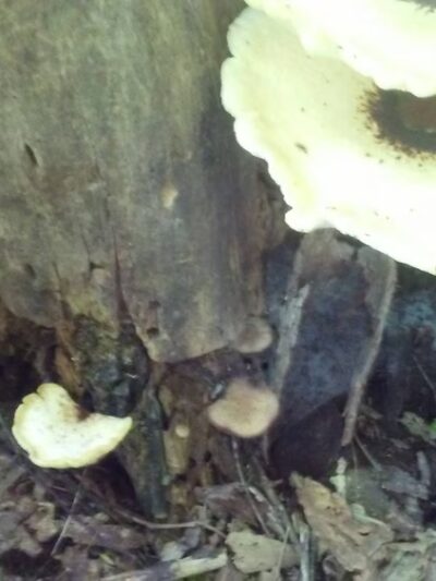 Fasnacht Park - Madison Lake, MN