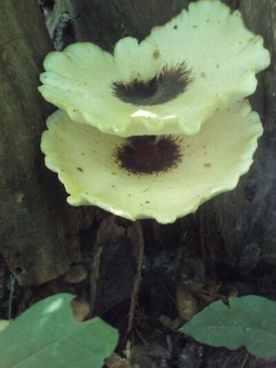 Fasnacht Park - Madison Lake, MN
