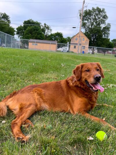 Centennial Park Dog Park - Madison, MN