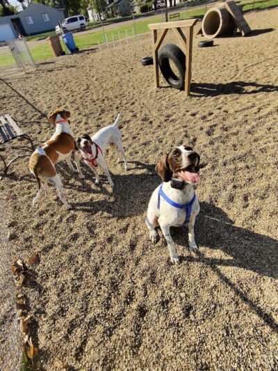 Dog park - Madison, SD