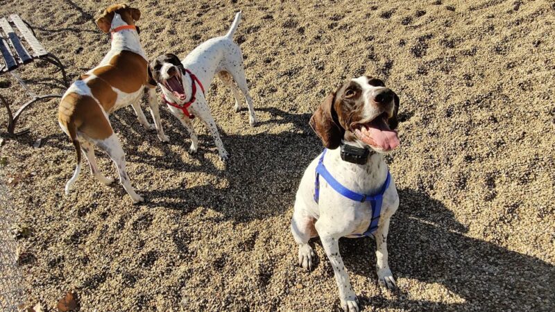 Dog park - Madison, SD