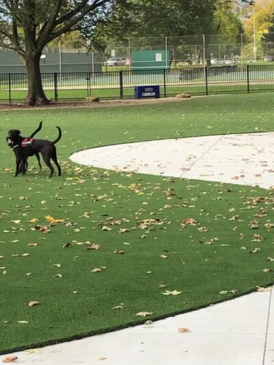 Brittingham Park Dog Park - Madison, WI