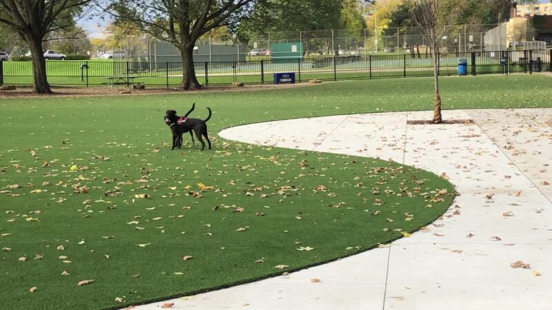 Brittingham Park Dog Park - Madison, WI