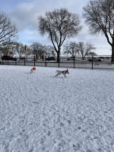 Brittingham Park Dog Park - Madison, WI