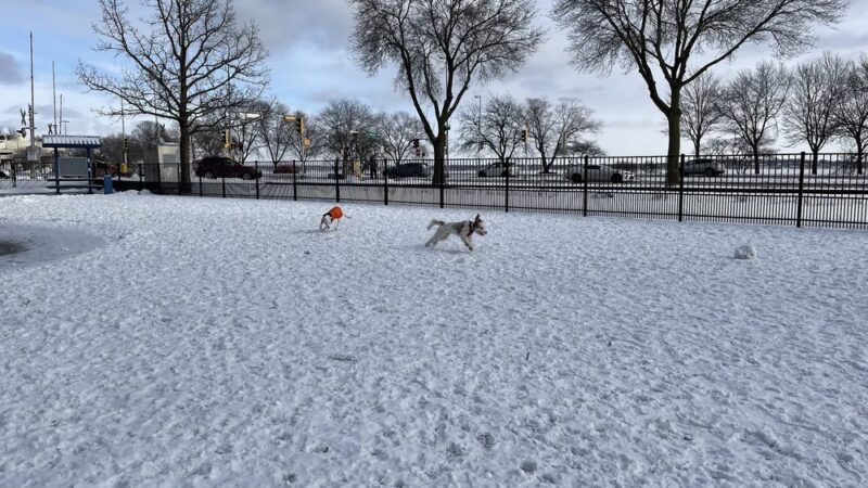 Brittingham Park Dog Park - Madison, WI